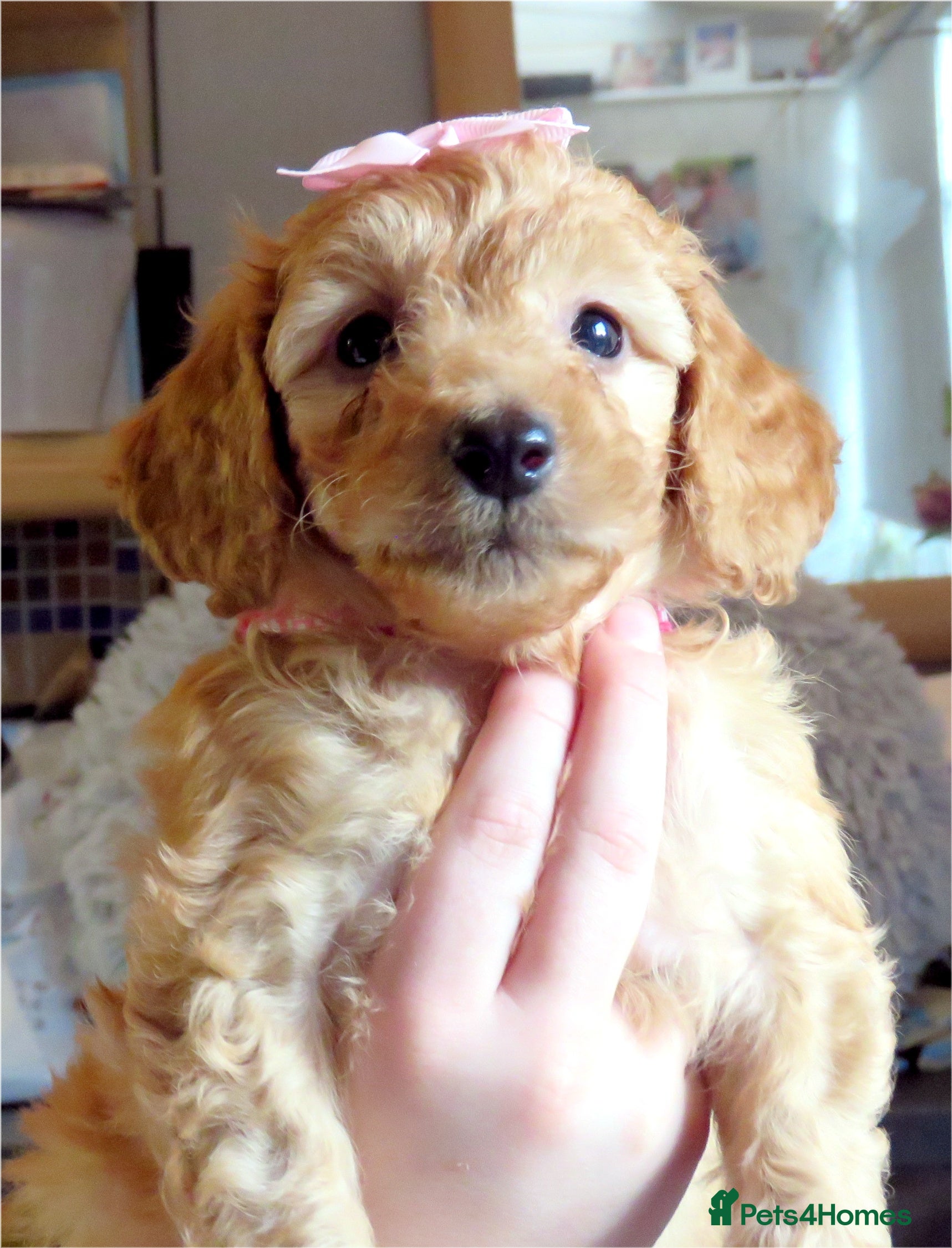 Cockapoo dogs Beautiful DNA Health tested Cockapoos - Advert 14