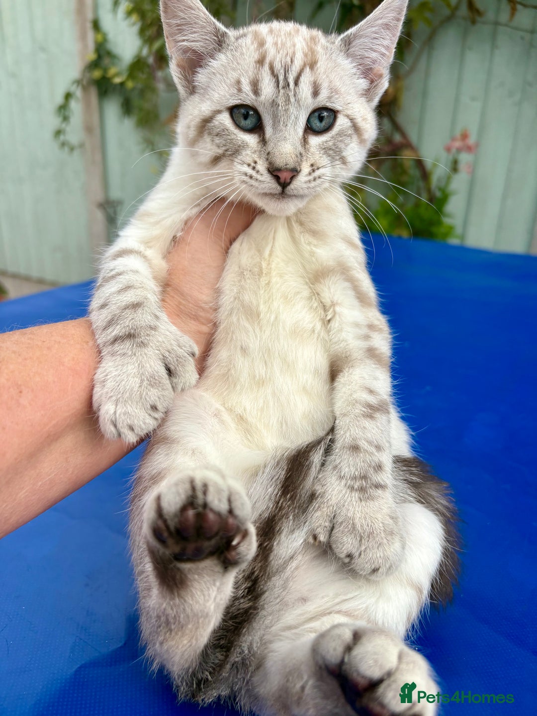 Bengal cats for sale: Gob smacking rare kittens  - Image 23