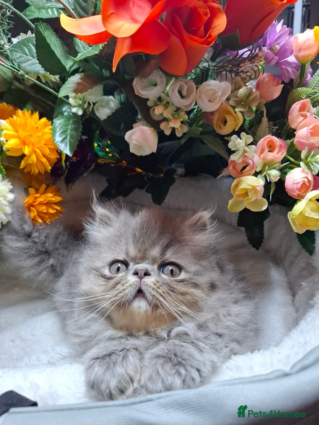 Persian cats for sale: Two beautiful boy kittens  - Image 6