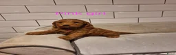 Cockapoo dogs for sale: F1 Cockapoo puppies in Pencader - Advert 7