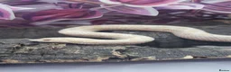 Snake reptiles for sale: Baby western hognoses from £200  - Advert 8