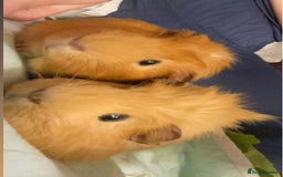 Guinea Pig rodents for sale: 2 male guinea pigs for sale - Image 5