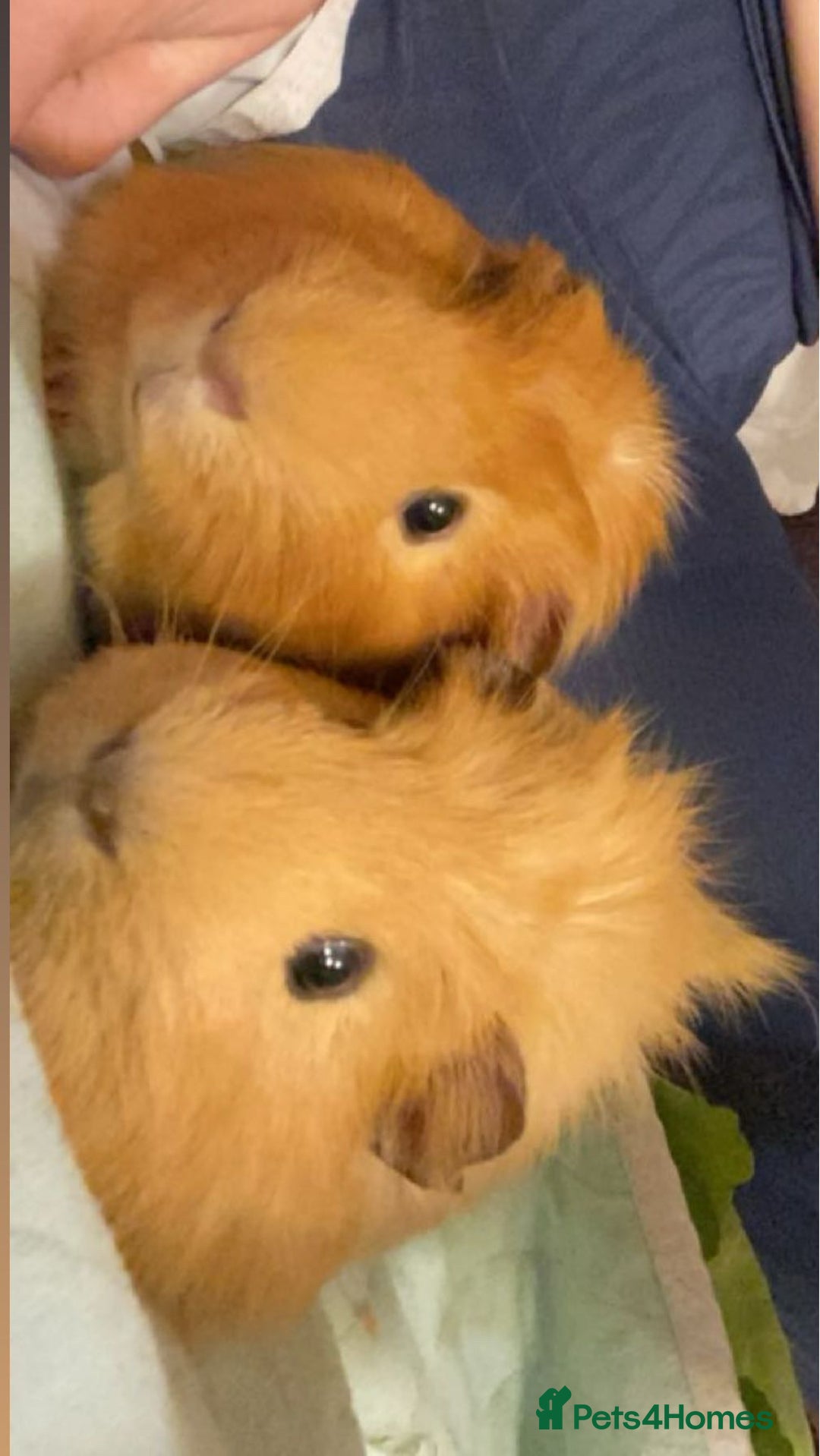 Guinea Pig rodents for sale: 2 male guinea pigs for sale - Image 5