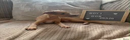 Italian Greyhound dogs for sale: Beautiful small Italian greyhound puppies  in London - Advert 4