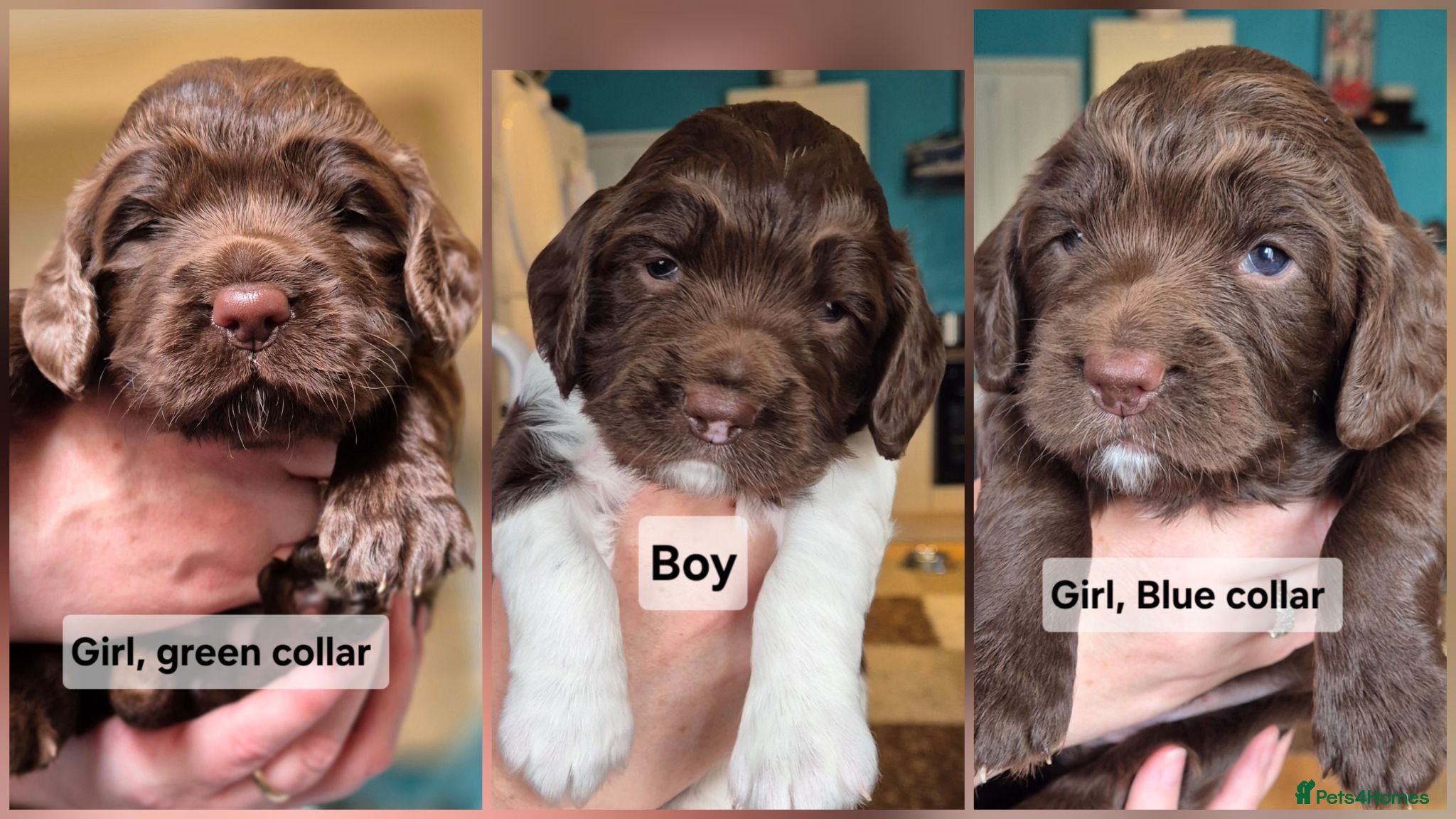 Sprocker dogs Sprocker pups - Advert 10