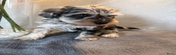 Schnoodle dogs for sale: Never been seen before Toy Schnoodles - Advert 18