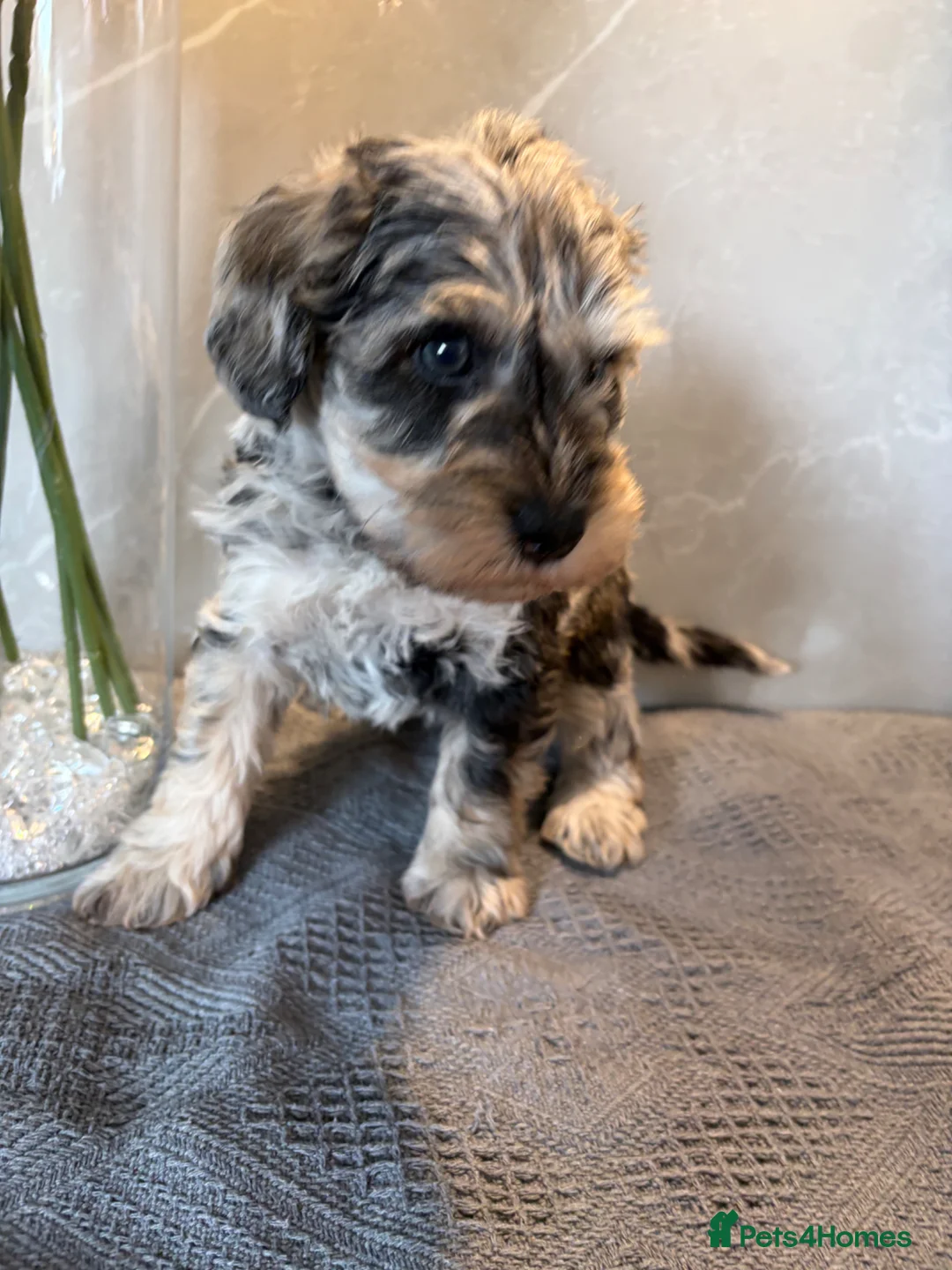 Schnoodle dogs for sale: Never been seen before Toy Schnoodles - Advert 18