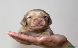 Miniature Dachshund dogs for sale: Cream Miniature Long-Haired Dachshund Puppies - Image 5