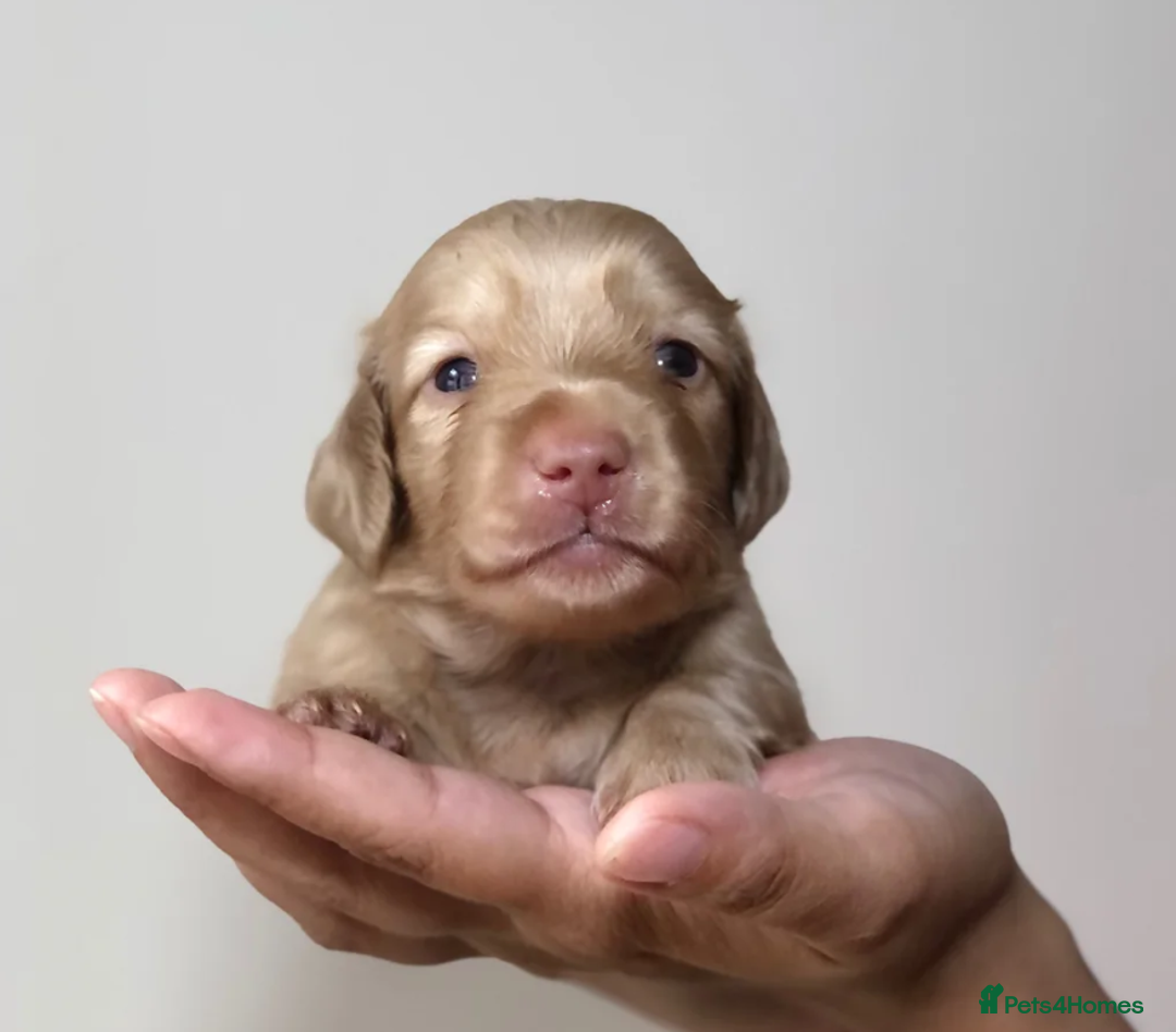 Miniature Dachshund dogs for sale: Cream Miniature Long-Haired Dachshund Puppies - Image 5
