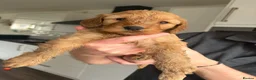 Mixed Breed dogs for sale: ONLY 2 LEFT Double Doodle Puppies (Cockadoodles) - Advert 24