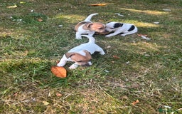Jack Russell dogs for sale: Beautiful short legged Jack Russell babies  - Image 25