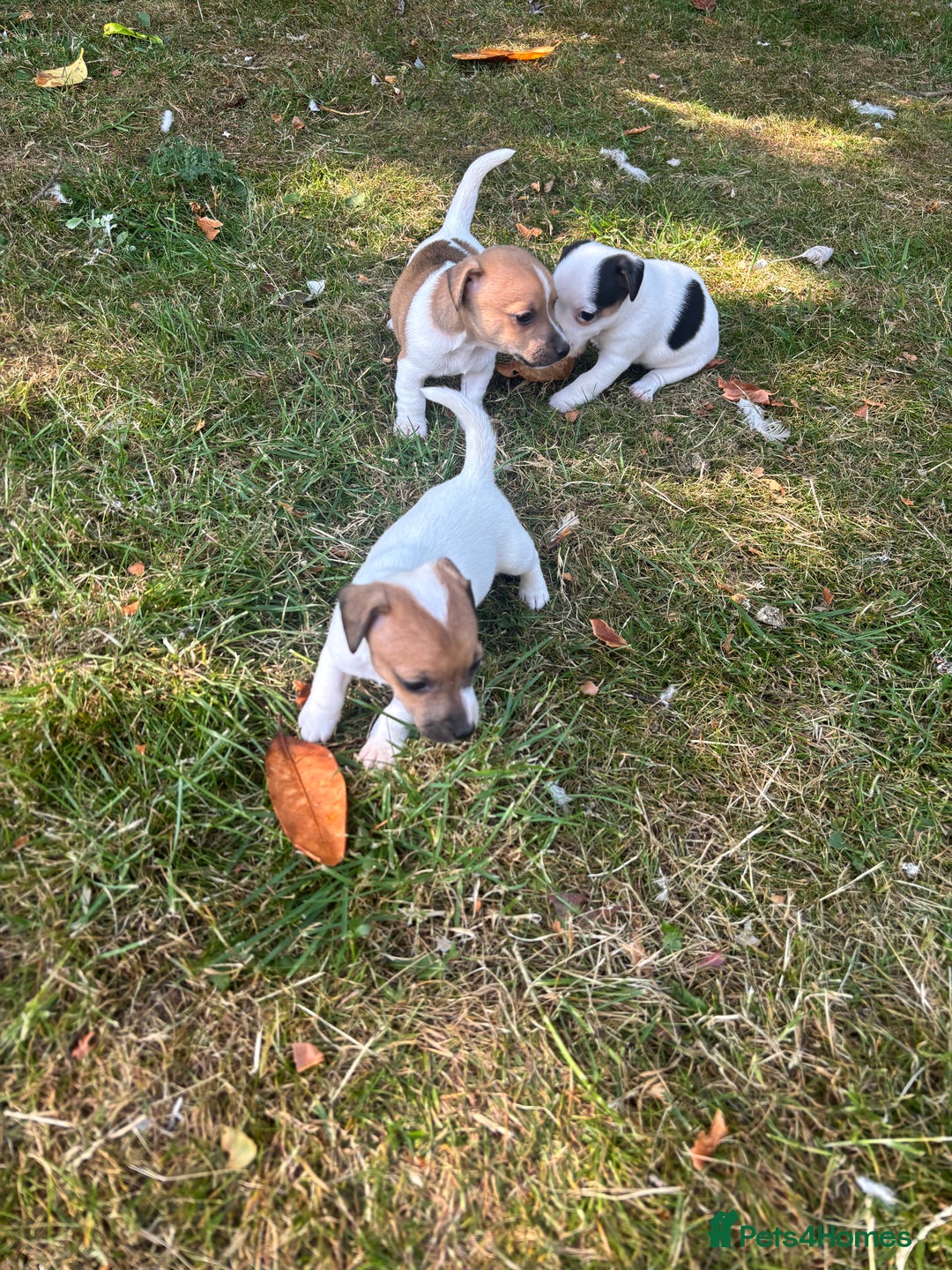 Jack Russell dogs for sale: Beautiful short legged Jack Russell babies  - Image 25
