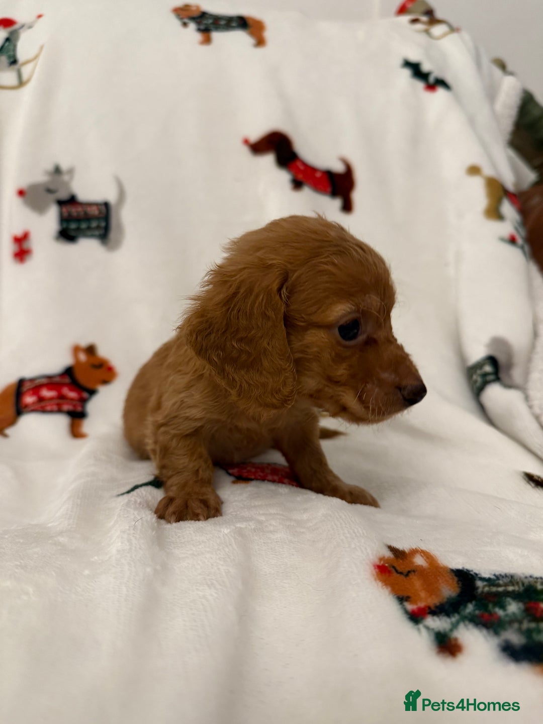 Miniature Dachshund dogs for sale: Beautiful Cream Longcoats Miniature Dachshund  - Advert 24