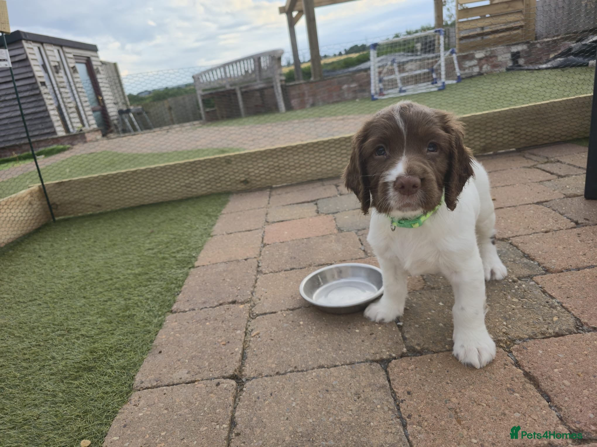 English Springer Spaniel dogs 2 BOYS LEFT READY NOW - KC Springer Spaniel Pups - Advert 13
