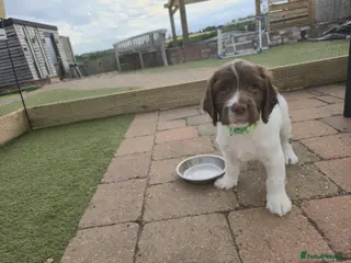English Springer Spaniel dogs 2 BOYS LEFT READY NOW - KC Springer Spaniel Pups - Advert 5