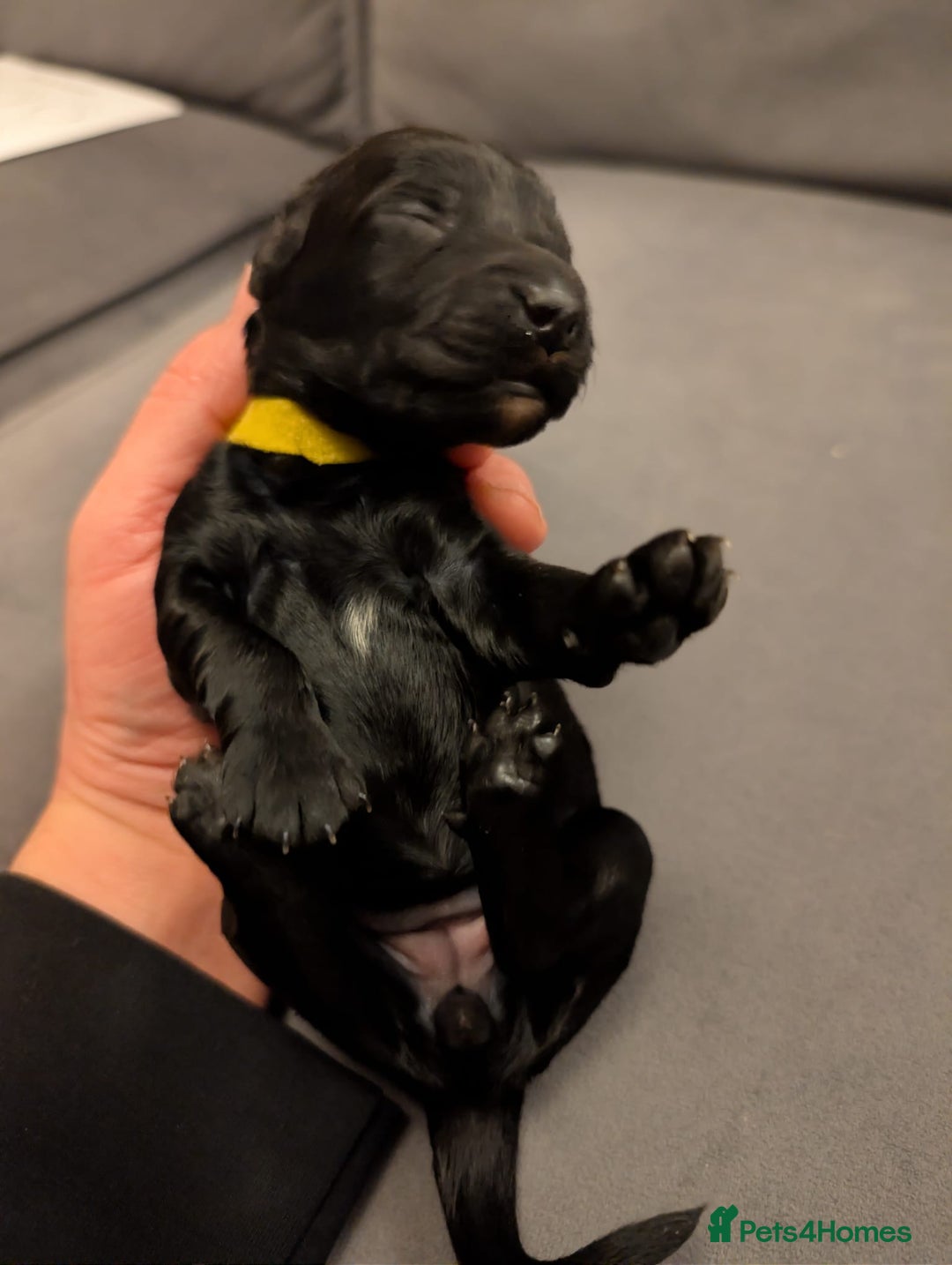 Sproodle dogs for sale: Sproodle f1b puppies - Advert 13