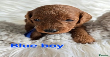 Cavapoo dogs - Advert 4