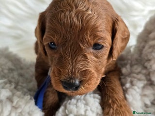 Cavapoo dogs - Advert 2