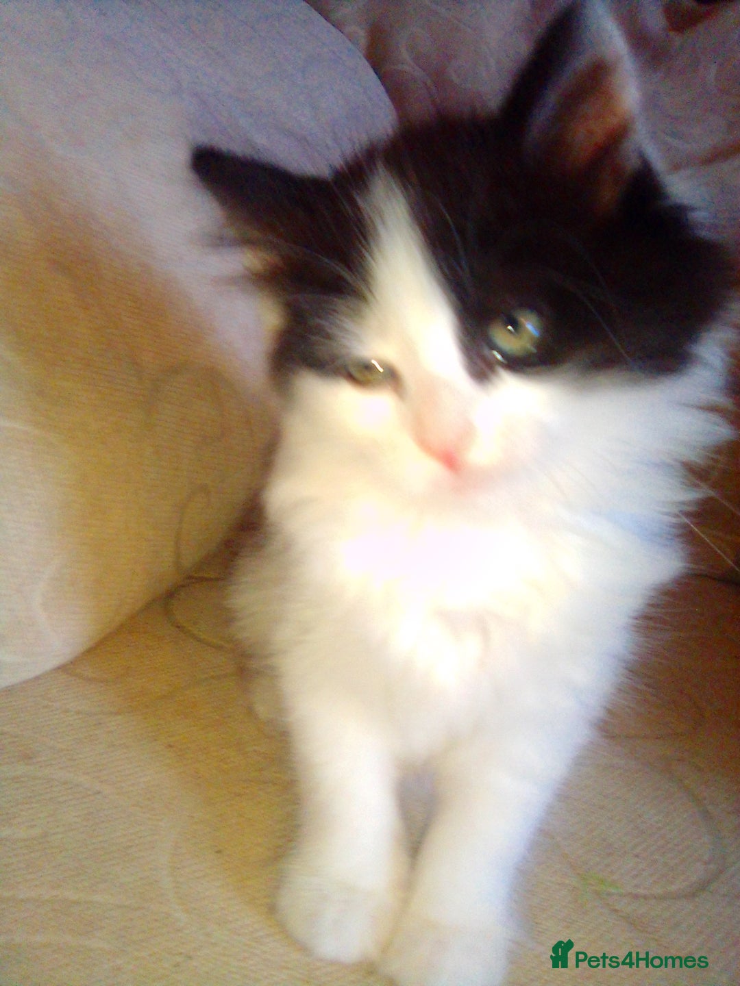 Mixed Breed cats for sale: Mixed breed kittens, Leominster - Image 8