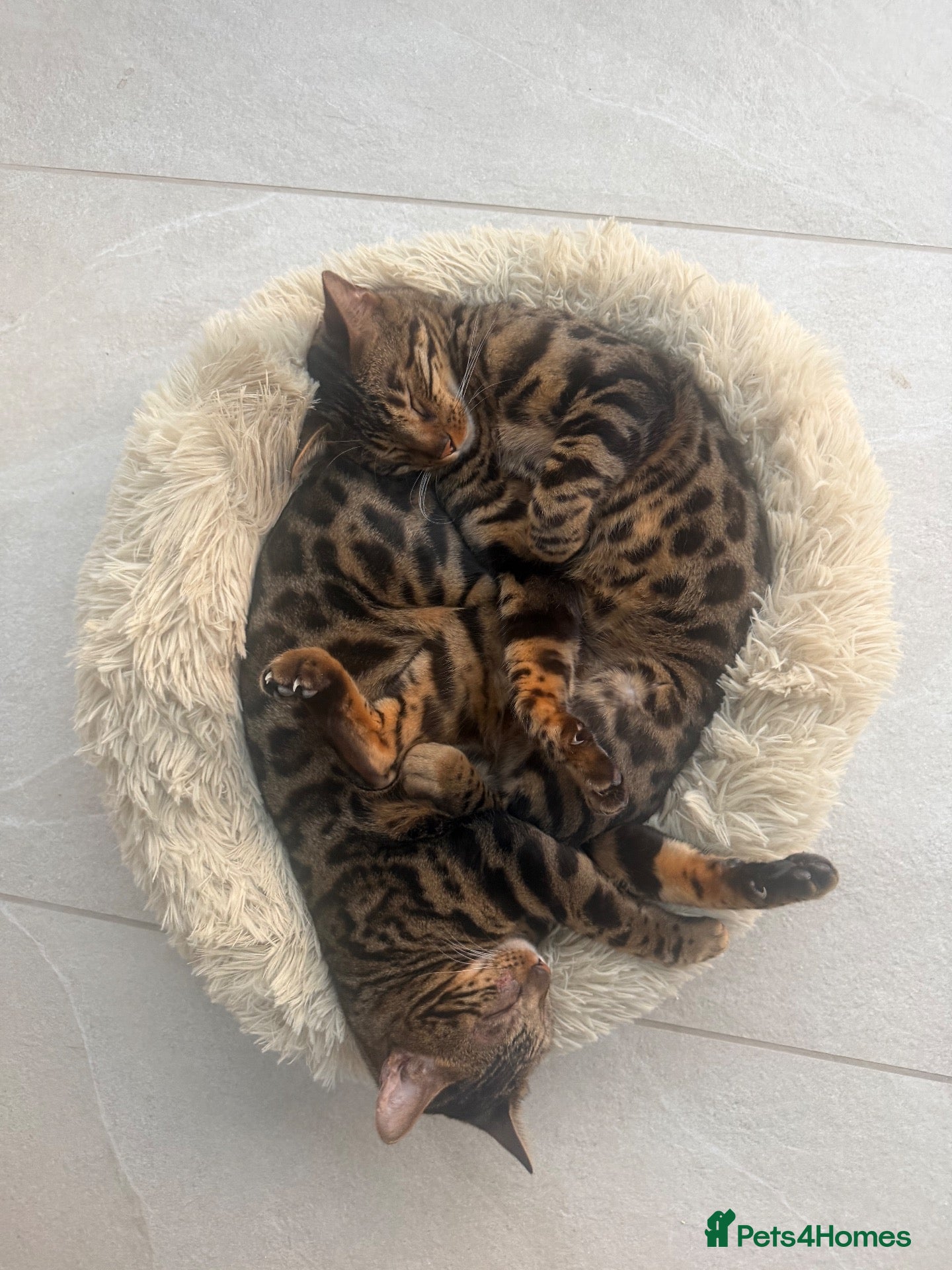 Bengal cats Brother and Sister Bengals - 2 years old - Advert 1