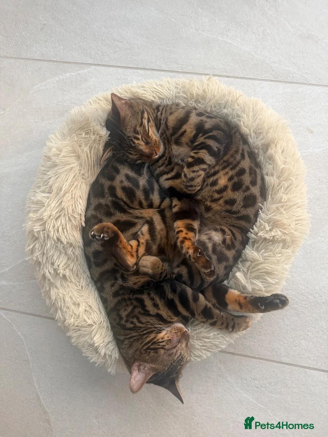 Bengal cats for sale: Brother and Sister Bengals - 2 years old in Wilmslow - Advert 1