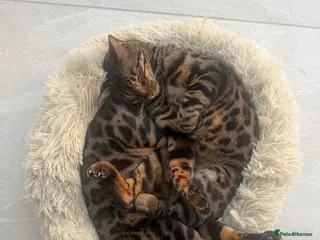 Bengal cats Brother and Sister Bengals - 2 years old - Advert 1