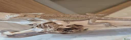 Bearded Dragon reptiles for sale: Healthy well started Baby Bearded Dragons  - Advert 7