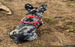 French Bulldog dogs for adoption: All Freddie wants for  **  is a forever home - Advert 2