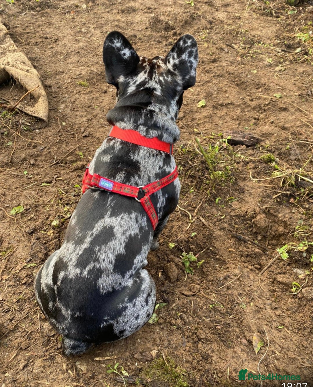 French Bulldog dogs for adoption: All Freddie wants for  **  is a forever home - Advert 2