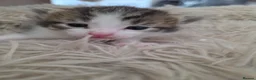 Mixed Breed cats for sale: look at all those tiny fluffballs!  - Advert 28