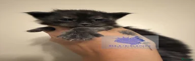 Maine Coon Kitten 4