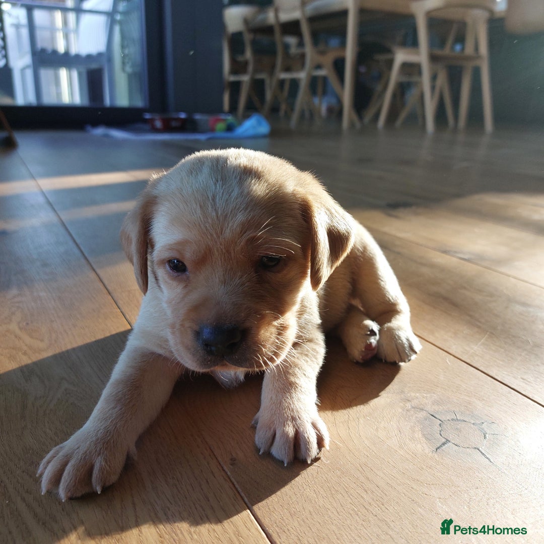 Labrador Retriever dogs for sale: Coco’s Labrador Puppies Seeking Loving Homes - Advert 12