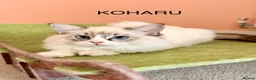 Ragdoll cats for sale: 100 % PURE RAGDOLL KITTENS FIFE REGISTRATION in West Drayton - Advert 15