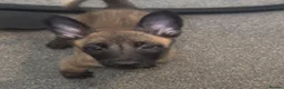 Belgian Shepherd Dog dogs for sale: Beautiful Belgian malinois pups  - Advert 8