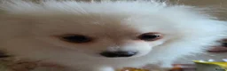 Pomeranian dogs for sale: Pedigree Ice White Pomeranian puppies - Advert 2