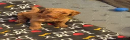 Miniature Poodle dogs for sale: Miniature Poodles - Advert 12