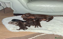 Miniature Dachshund dogs for sale: Kc miniature dachshund puppies - Image 4