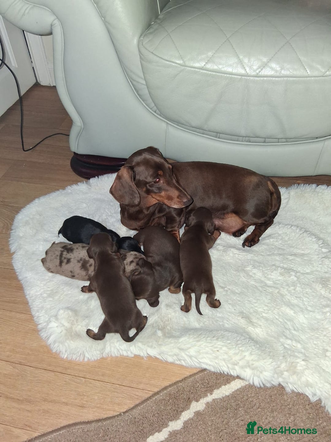 Miniature Dachshund dogs for sale: Kc miniature dachshund puppies - Image 4