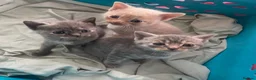 Mixed Breed cats for sale: Kittens  - Advert 6