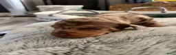 Miniature Dachshund dogs for sale: Miniature dachshund puppies in Crewe - Advert 21