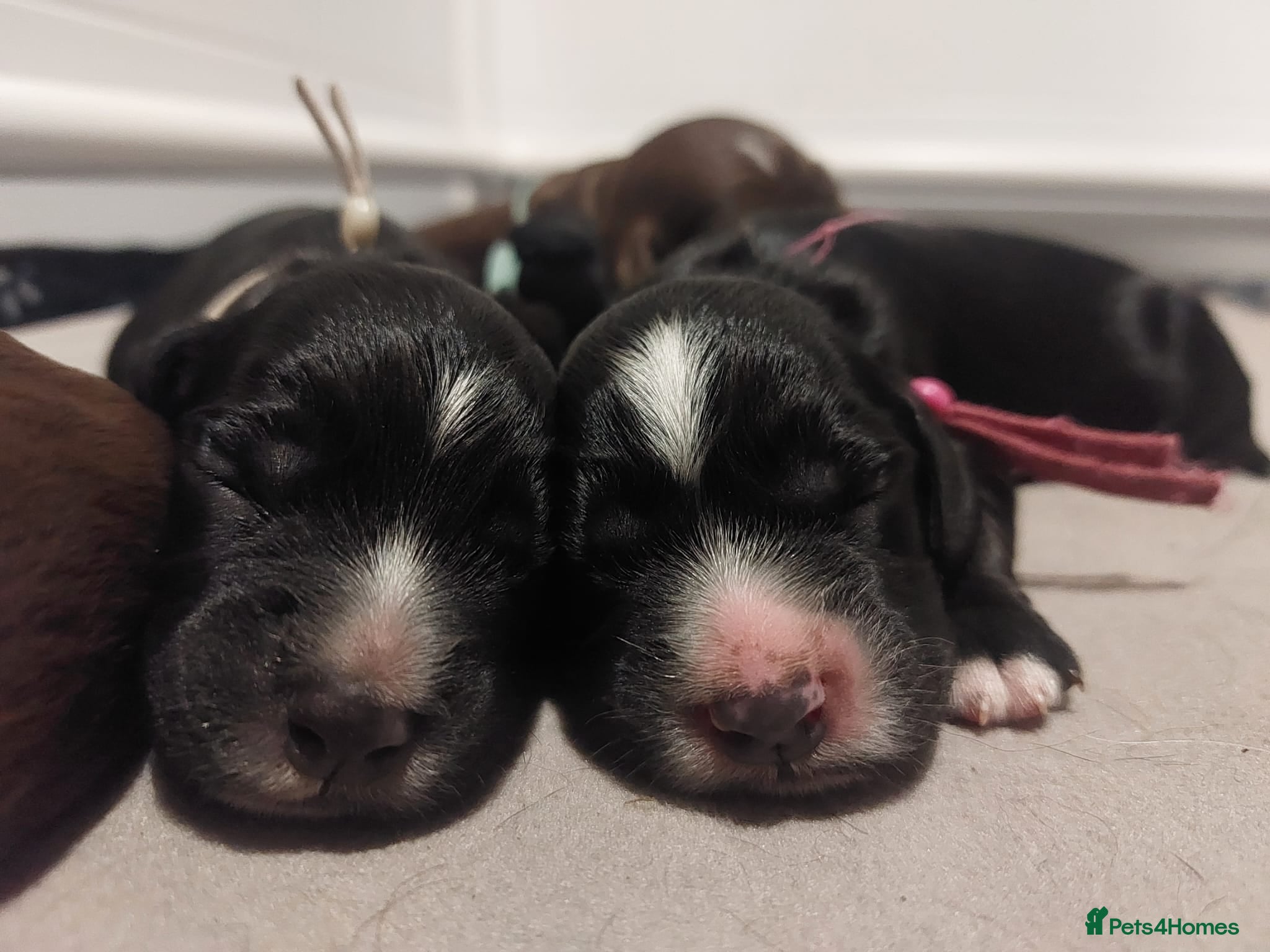 Sprocker dogs for sale: Sprocker Spaniel DWKC registered working line pups - Advert 16