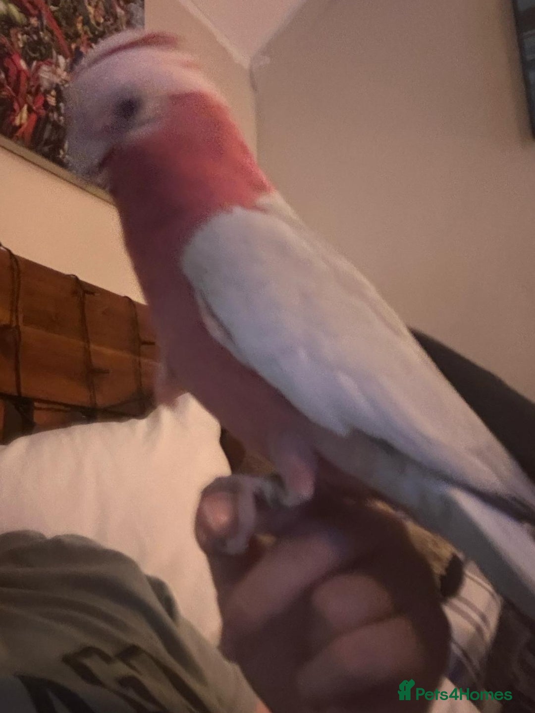 Parrots birds for sale: Galah cockatoo  - Image 2