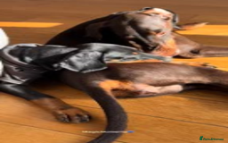 Dobermann dogs for sale: 🌟🌟KC Dobermanns - 38+ Champions in Bloodline🌟🌟 in London - Image 8