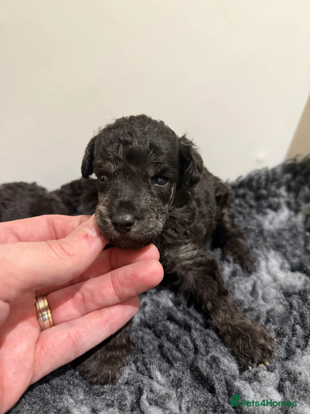 Miniature Poodle dogs for sale: OUTSTANDING SILVER MINI POODLES BEST IN 🇬🇧  - Advert 7