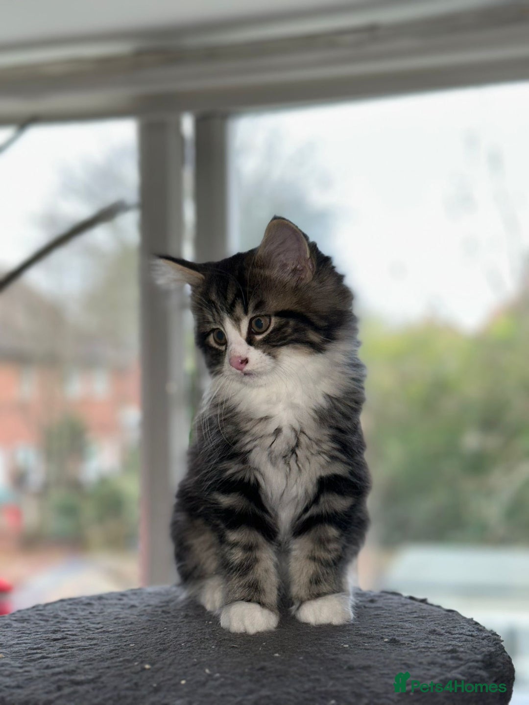 Mixed Breed cats for sale: 4 Maine coon kittens available now  - Advert 4