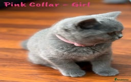 British Shorthair cats for sale: 🐾 Champion Line Blue BSH Kittens GCCF Active 🐾  - Image 27