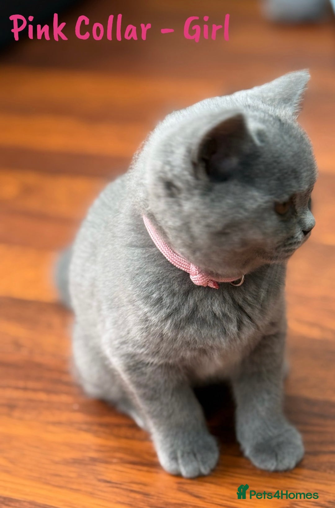 British Shorthair cats for sale: 🐾 Champion Line Blue BSH Kittens GCCF Active 🐾  - Image 27