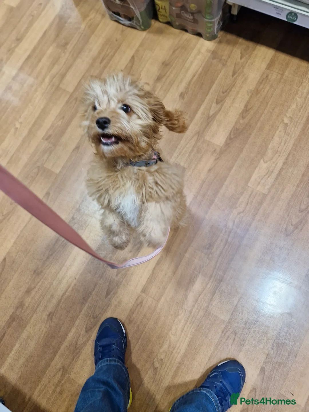 Cavapoo dogs for sale: CAVAPOO in Dundee - Advert 2