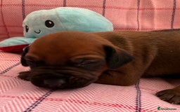 Rhodesian Ridgeback dogs for sale: Rhodesian Ridgeback Puppies KC reg - Image 15