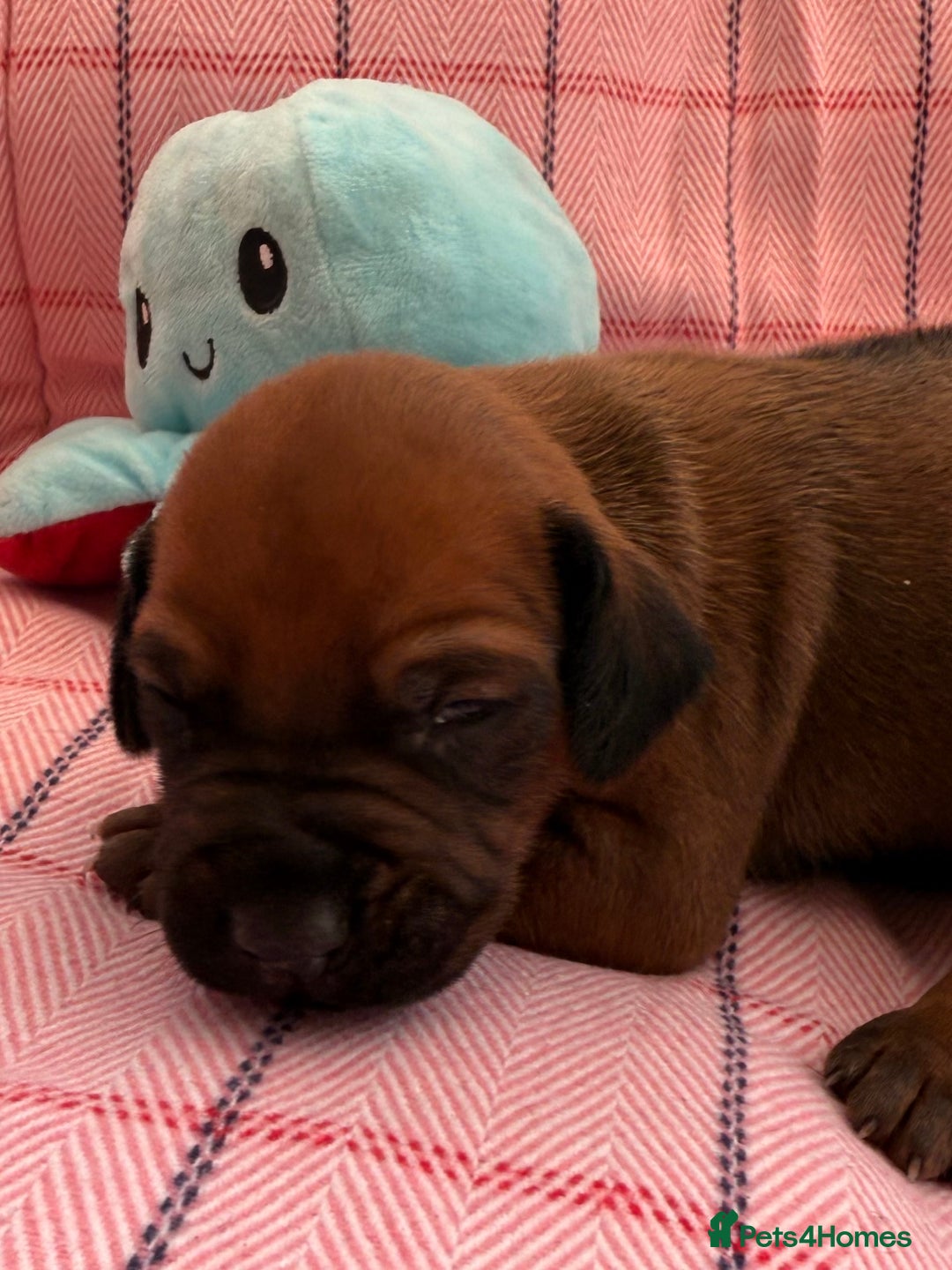 Rhodesian Ridgeback dogs for sale: Rhodesian Ridgeback Puppies KC reg - Image 15